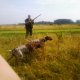 Cani da caccia: Bracchi tedeschi a lavoro..